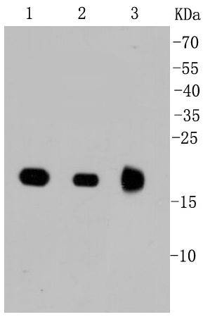 Ras Rabbit mAb