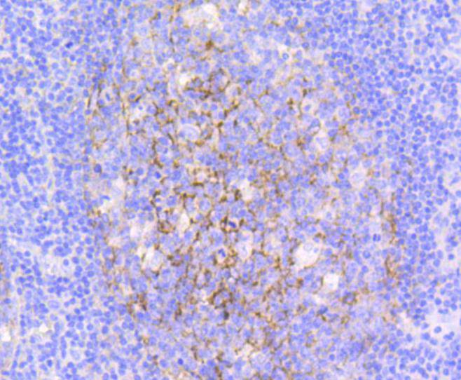 VCAM1 Rabbit mAb