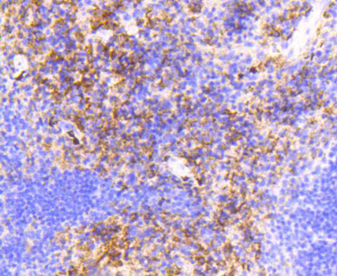 VCAM1 Rabbit mAb