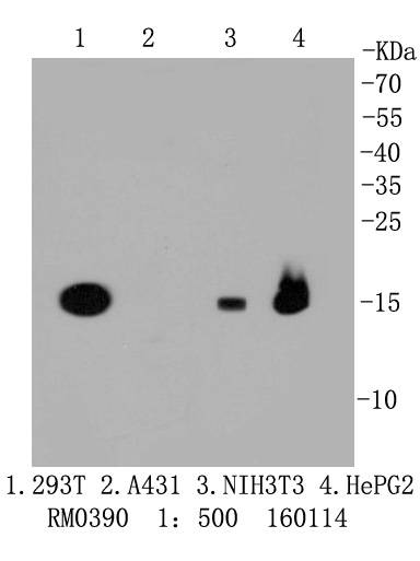 PBR Rabbit mAb