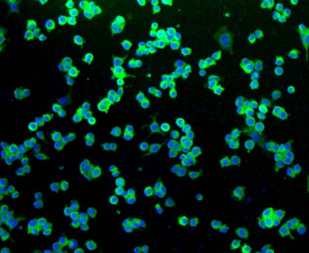 p75 NGF Receptor Rabbit mAb