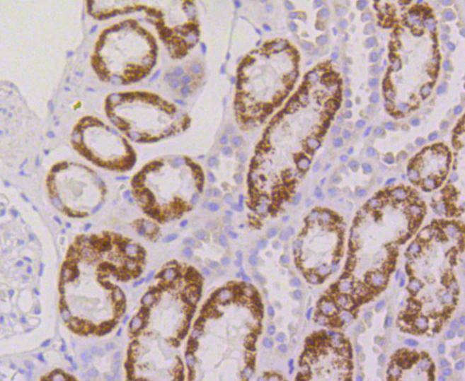 RPS3 Rabbit mAb