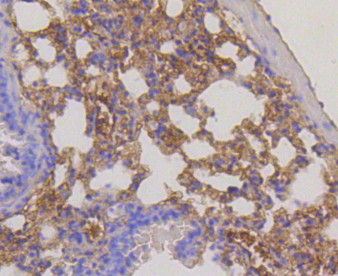 RPS3 Rabbit mAb