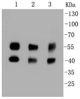 JNK1+JNK2+JNK3 Rabbit mAb