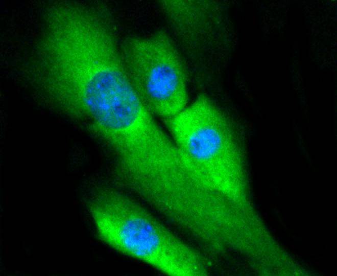 ERK1/2 Rabbit mAb