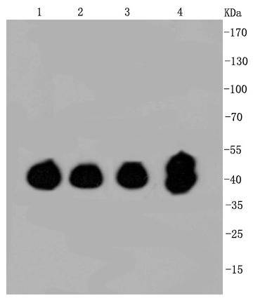 ERK1/2 Rabbit mAb