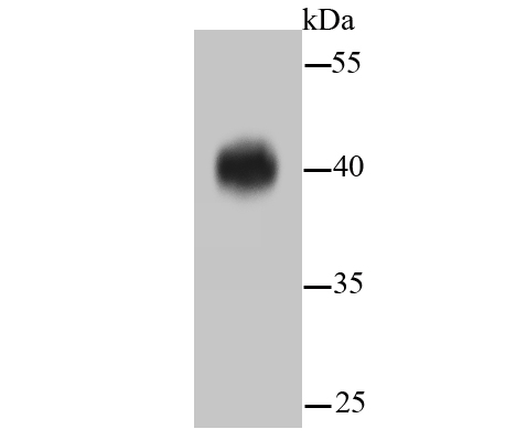 ERK1/2 Rabbit mAb