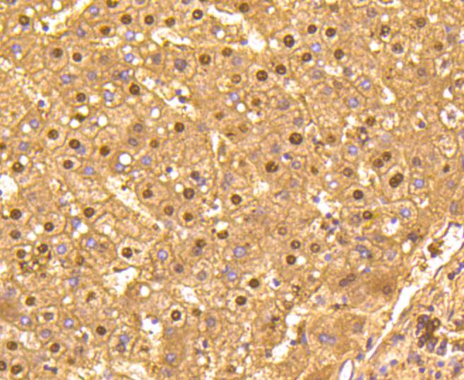 GAPDH Rabbit mAb