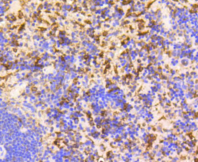 GAPDH Rabbit mAb