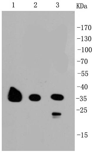 GAPDH Rabbit mAb