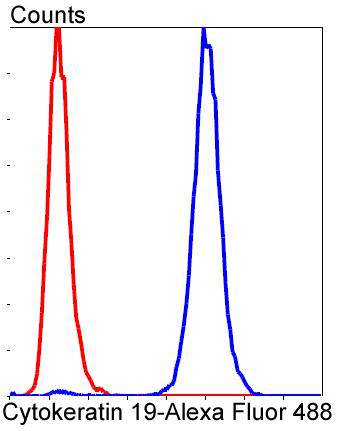 Cytokeratin 19 Rabbit mAb