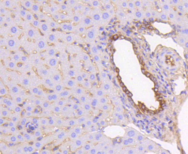 Cytokeratin 19 Rabbit mAb