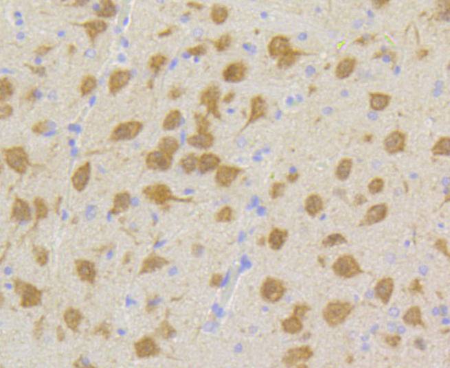 Cdk5 Rabbit mAb