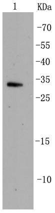 Cdk5 Rabbit mAb