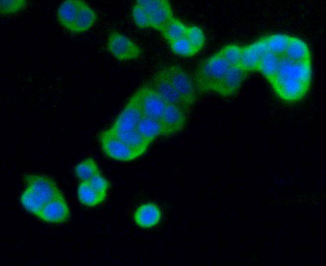 DUSP6 Rabbit mAb