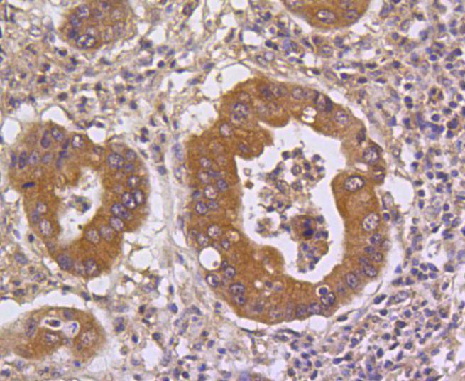 DUSP6 Rabbit mAb