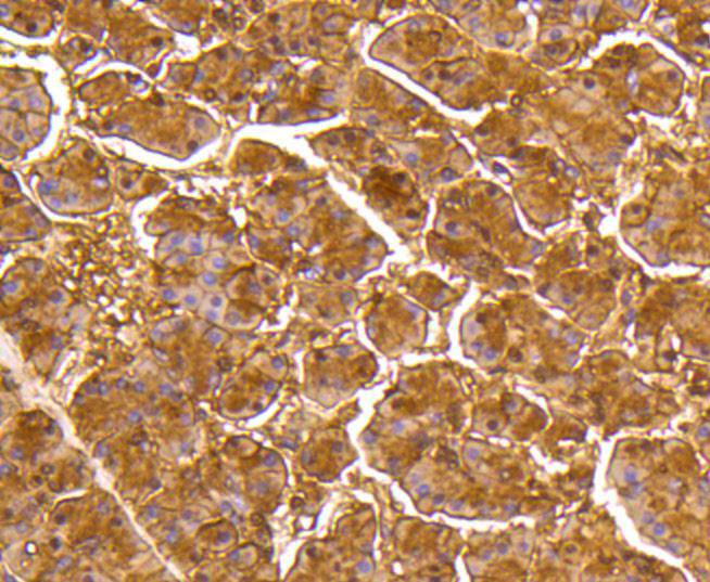 DUSP6 Rabbit mAb