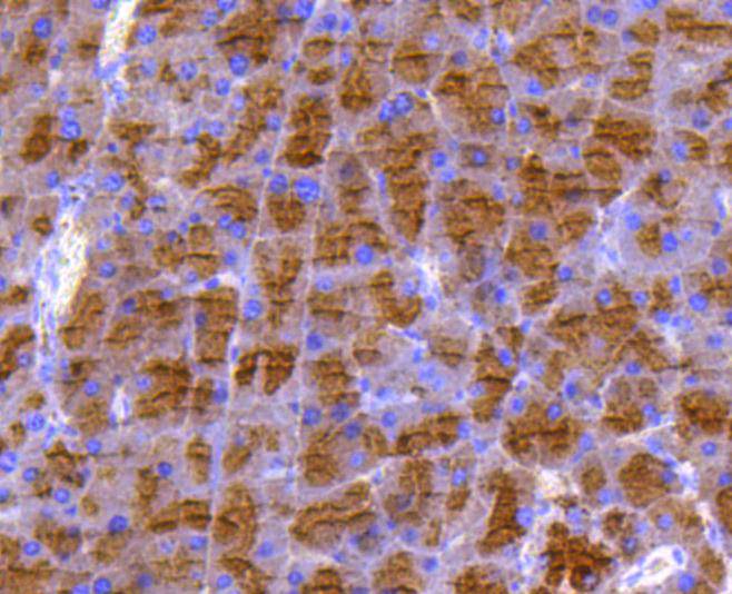 DUSP6 Rabbit mAb