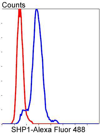 SHP1 Rabbit mAb