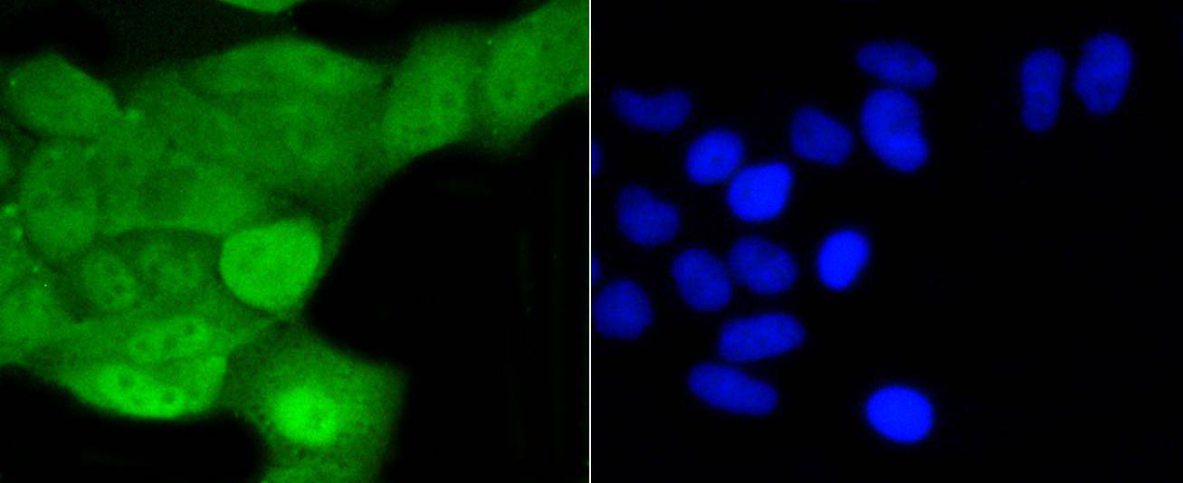 SHP1 Rabbit mAb