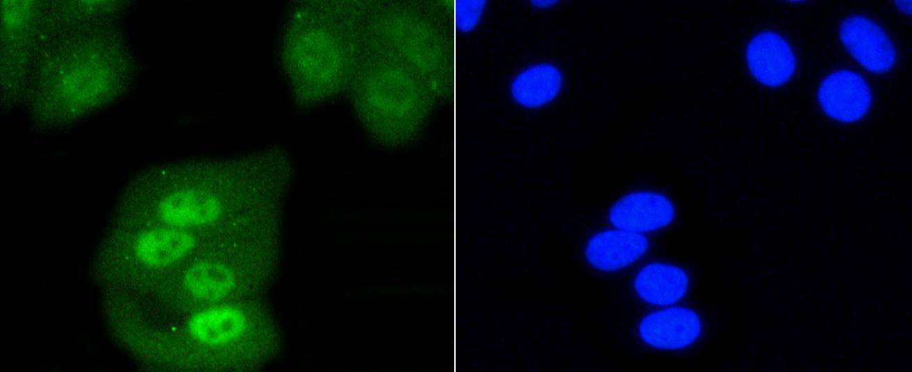 SHP1 Rabbit mAb