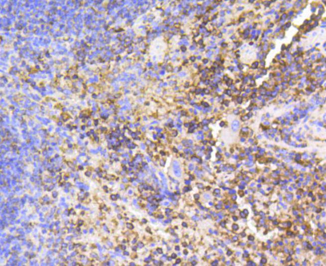 SHP1 Rabbit mAb