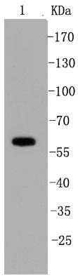 SHP1 Rabbit mAb