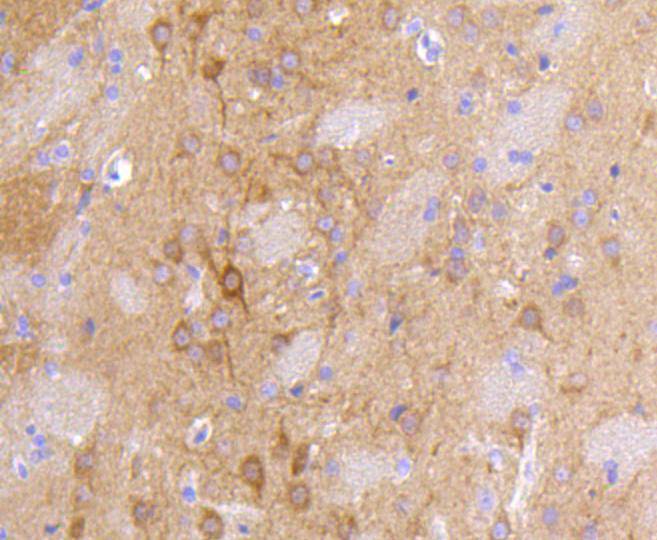 PSD95 Rabbit mAb