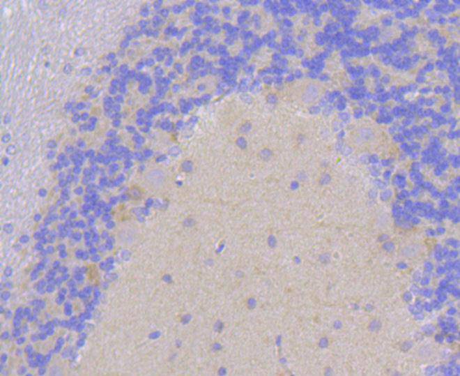 PSD95 Rabbit mAb