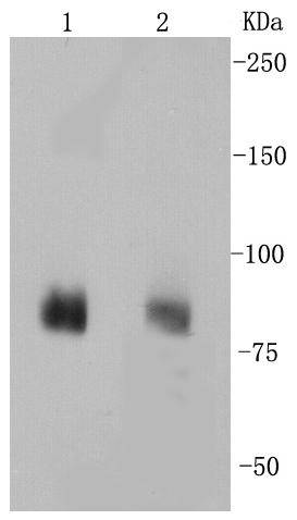 PSD95 Rabbit mAb