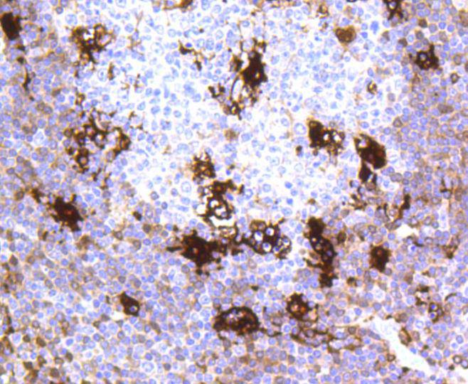 MERTK Rabbit mAb