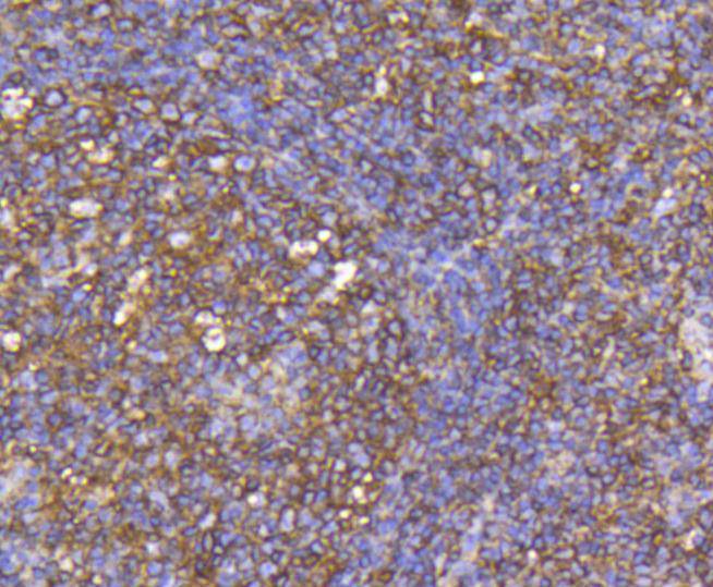 CCR7 Rabbit mAb