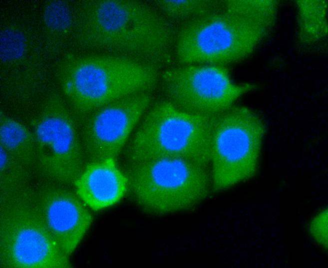 Rho A+B+C Rabbit mAb