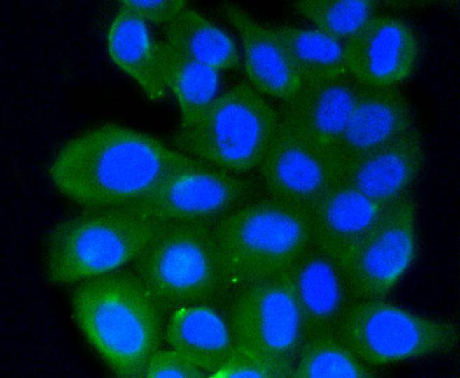 Rho A+B+C Rabbit mAb