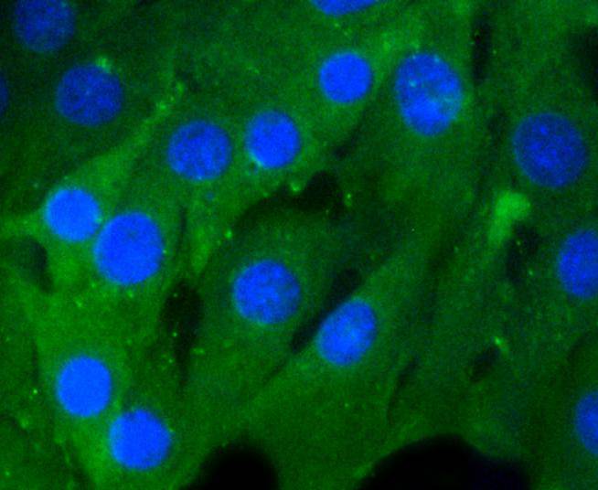 Rho A+B+C Rabbit mAb