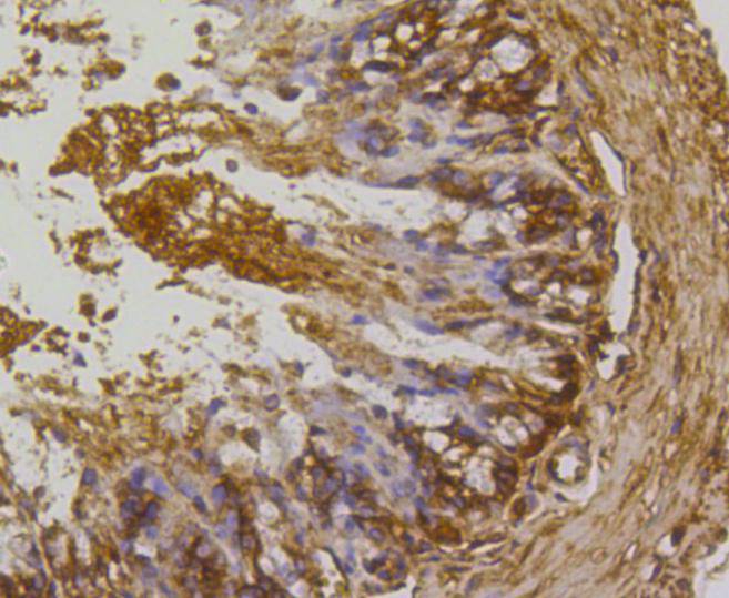 Rho A+B+C Rabbit mAb