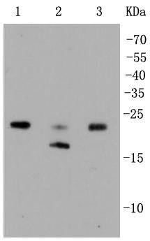 Rho A+B+C Rabbit mAb