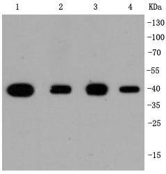 p38 Rabbit mAb