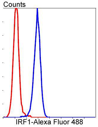 IRF1 Rabbit mAb