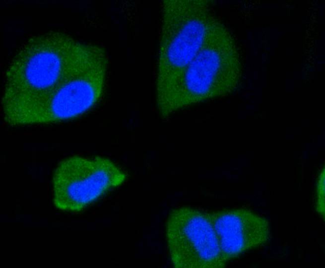 IRF1 Rabbit mAb