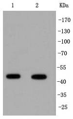 IRF1 Rabbit mAb