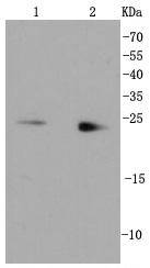 Rab9 Rabbit mAb