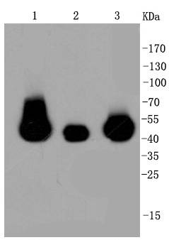 MEK1/2 Rabbit mAb