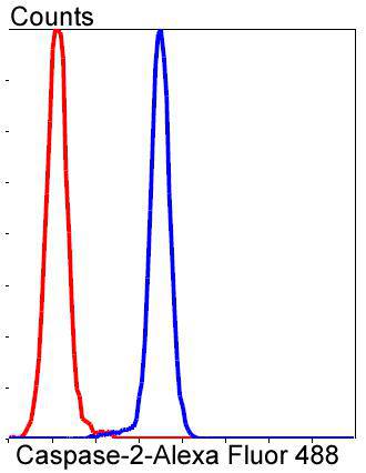 Caspase-2 Rabbit mAb