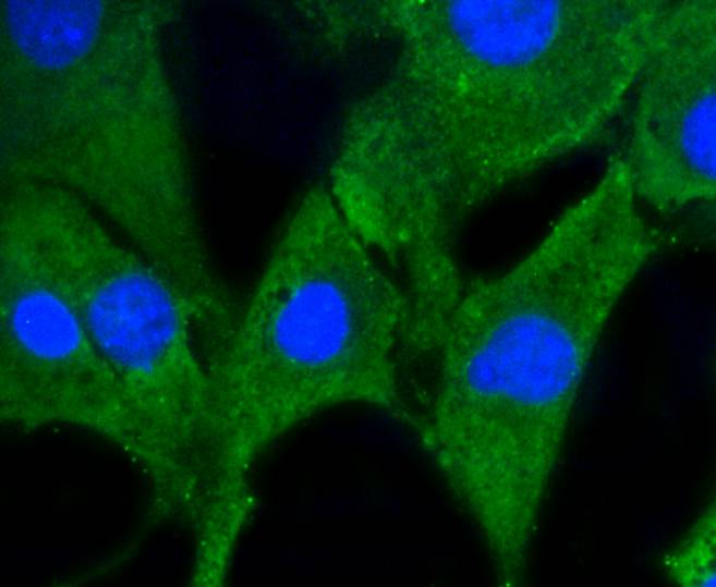 Prohibitin Rabbit mAb