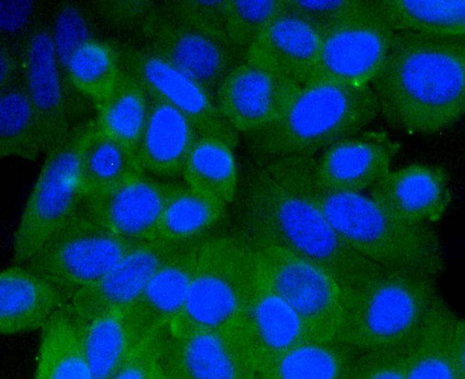 Prohibitin Rabbit mAb