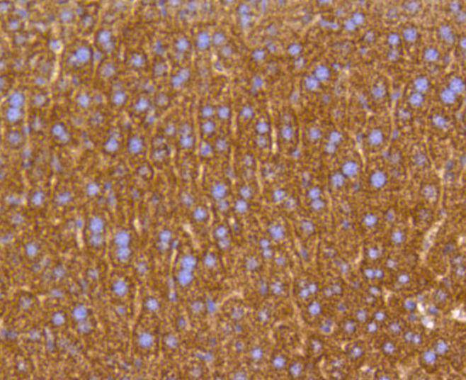 Prohibitin Rabbit mAb