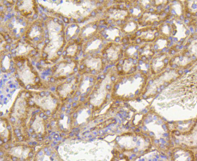 Prohibitin Rabbit mAb