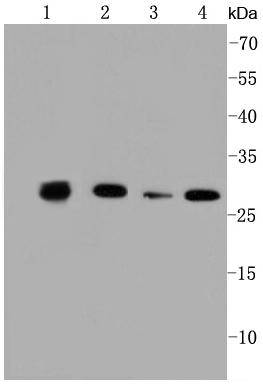 Prohibitin Rabbit mAb