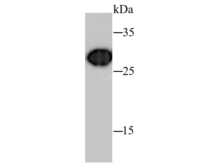 Prohibitin Rabbit mAb